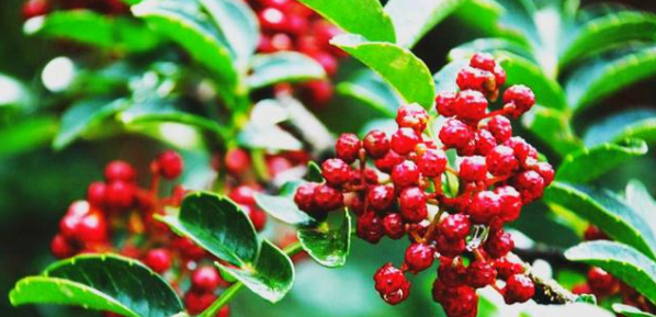 CA88(中国游)唯一官方网站