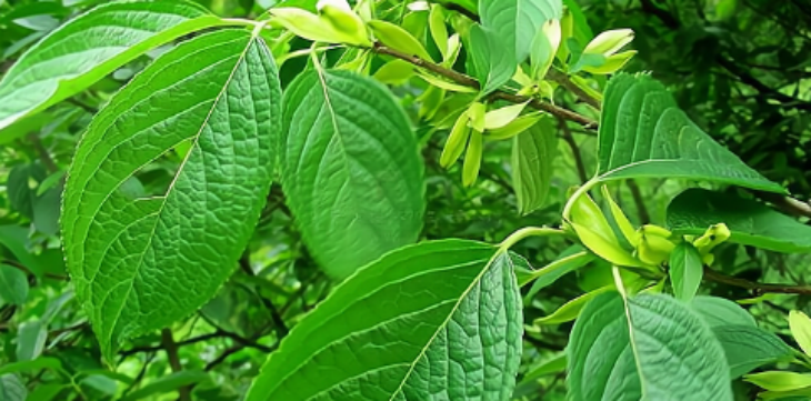 CA88(中国游)唯一官方网站